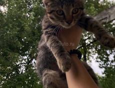 срочно отдам котят