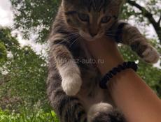 срочно отдам котят