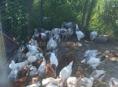 Срочно, продам цыплят по 800 р, цена на 2 дня