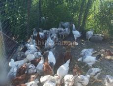 Срочно, продам цыплят по 800 р, цена на 2 дня