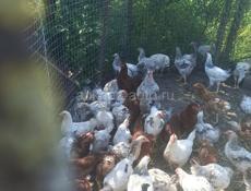 Срочно, продам цыплят по 800 р, цена на 2 дня