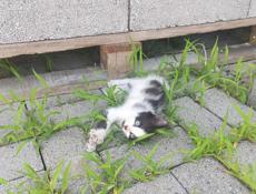 Кошке с котятами нужен дом и заботливые руки