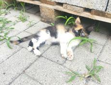 Кошке с котятами нужен дом и заботливые руки