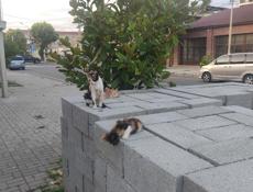 Кошке с котятами нужен дом и заботливые руки