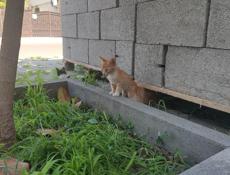 Кошке с котятами нужен дом и заботливые руки