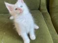 Котята Мейн-Кун
