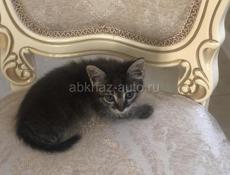 Котята на любой вкус и цвет) 