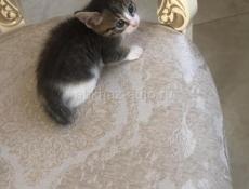 Котята на любой вкус и цвет) 