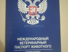 ЗАПАДНО СИБИРСКАЯ ЛАЙКА 