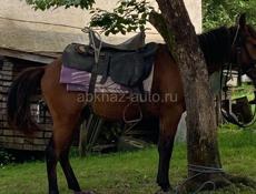Лошадь 
