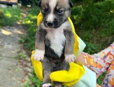 Щенки срочно