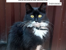 Потерялась кошка 