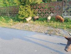 Продаю поросят
