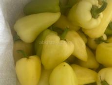 Продажа болгарского перца,сорт крупный,жёлтый