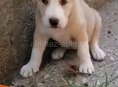 Алабай 