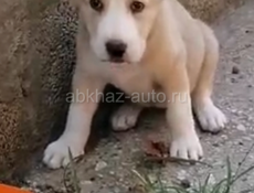 Алабай 