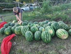 Сладки арбуз 