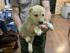 питомник умка продает щенка алабая