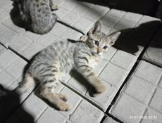 В продаже котята британской породы, (смесь)