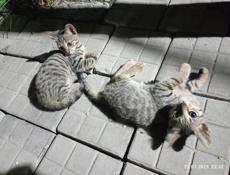 В продаже котята британской породы, (смесь)