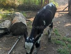 Продано