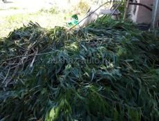Сдам большое количество эвкалипта по низким ценам
