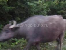 Пропал буйвол 3-х годичный, в селе Члоу , просьба кто видел связаться по этому номеру +79407855585
