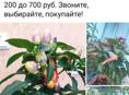 Продаю перчики