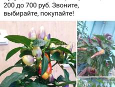 Продаю перчики