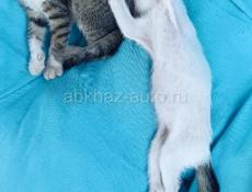 В Дар