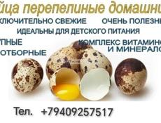 Продам перепелиные яйца