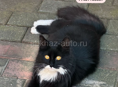 Потерялась кошка