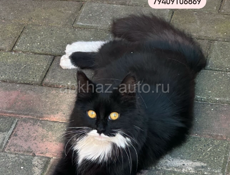 Потерялась кошка