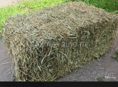 Куплю сено