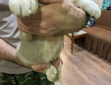 питомник умка продает щенка алабая ей уже 45 дней