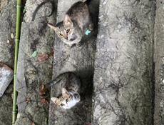 Котенок-мышелов в добрые руки! 