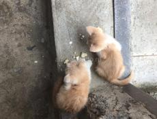 Катята !