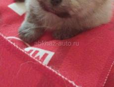 Померанский шпиц 