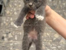 Отдаем котят в добрые руки 