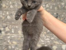 Отдаем котят в добрые руки 