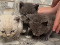 Отдаем котят в добрые руки 