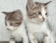 СРОЧНО ОТДАМ КОТЯТ В ДОБРЫЕ РУКИ 