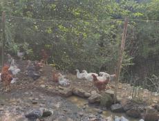 Продаю взрослых курей 