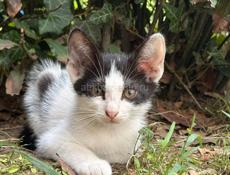 Отдам котят 