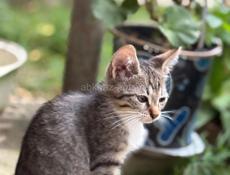 Отдам котят 
