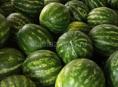 Арбуз 🍉