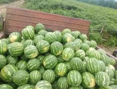 Арбуз 🍉