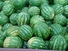 Арбуз 🍉