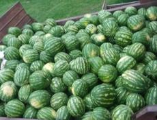 Арбуз 🍉