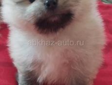 Померанский шпиц